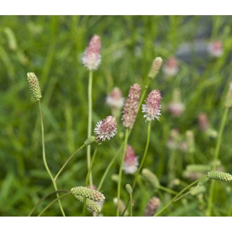Kvæsurt 'Pink Tanna' Sanguisorba 'Pink Tanna' 1 Liter Potte 5 Kvæsurt 'Pink Tanna' Sanguisorba 'Pink Tanna' 1 Liter Potte - Image 3