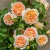 'Bathsheba' Rosa X 'Bathsheba' (Engelsk Rose) A-Kvalitet,- Barrods Roser Min. 3 Grene 2 'Bathsheba' Rosa X 'Bathsheba' (Engelsk Rose) A-Kvalitet,- Barrods Roser Min. 3 Grene -Planter Salgsbutik p37127 52941 rosa x bathsheba engelsk rose 60fc