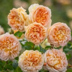 'Bathsheba' Rosa X 'Bathsheba' (Engelsk Rose) A-Kvalitet,- Barrods Roser Min. 3 Grene -Planter Salgsbutik p37127 52943 rosa x bathsheba engelsk rose d123