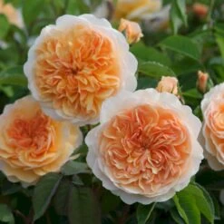 'Port Sunlight' Rosa X 'Port Sunlight' (Engelsk Rose) A-Kvalitet,- Barrods Roser Min. 3 Grene
