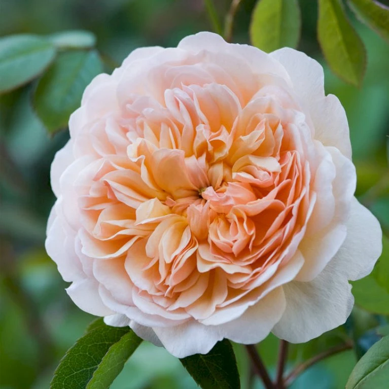 'Port Sunlight' Rosa X 'Port Sunlight' (Engelsk Rose) A-Kvalitet,- Barrods Roser Min. 3 Grene 8 'Port Sunlight' Rosa X 'Port Sunlight' (Engelsk Rose) A-Kvalitet,- Barrods Roser Min. 3 Grene - Image 6