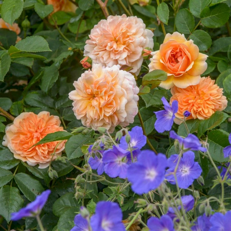 'Port Sunlight' Rosa X 'Port Sunlight' (Engelsk Rose) A-Kvalitet,- Barrods Roser Min. 3 Grene 11 'Port Sunlight' Rosa X 'Port Sunlight' (Engelsk Rose) A-Kvalitet,- Barrods Roser Min. 3 Grene - Image 9