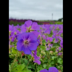 Storkenæb 'Bloom Me Away' Geranium Hybrid 'Bloom Me Away' 1 Liter Potte