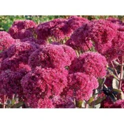 Sankthansurt 'Thunderhead' Sedum Telephium 'Thunderhead' 1 Liter Potte 7 Sankthansurt 'Thunderhead' Sedum Telephium 'Thunderhead' 1 Liter Potte -Planter Salgsbutik p37205 53953 sedum telephium thunderhead 9f73