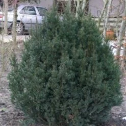 Almindelig Dværg Taks 'Thomsens Dwarf' Taxus Baccata 'Thomsens Dwarf' Med Klump,- 40-50 Cm.