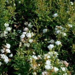 'Tumbling Waters'™ Rosa X 'Tumbling Waters'™ (Bunddækkerose) A-Kvalitet,- Barrods Roser Min. 3 Grene -Planter Salgsbutik p374 52017 rosa x tumbling waters bunddaekkerose d7ca