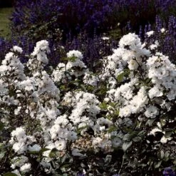 'Tumbling Waters'™ Rosa X 'Tumbling Waters'™ (Bunddækkerose) A-Kvalitet,- Barrods Roser Min. 3 Grene -Planter Salgsbutik p374 52018 rosa x tumbling waters bunddaekkerose a116