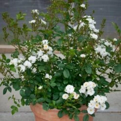 'Tumbling Waters'™ Rosa X 'Tumbling Waters'™ (Bunddækkerose) A-Kvalitet,- Barrods Roser Min. 3 Grene -Planter Salgsbutik p374 52019 rosa x tumbling waters bunddaekkerose df35