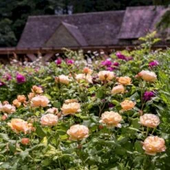 'Roald Dahl' Rosa X 'Roald Dahl' (Engelsk Rose) A-Kvalitet,- Barrods Roser Min. 3 Grene 15 'Roald Dahl' Rosa X 'Roald Dahl' (Engelsk Rose) A-Kvalitet,- Barrods Roser Min. 3 Grene -Planter Salgsbutik p37507 53111 rosa x roald dahl engelsk rose 9470