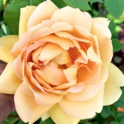 'Roald Dahl' Rosa X 'Roald Dahl' (Engelsk Rose) A-Kvalitet,- Barrods Roser Min. 3 Grene 17 'Roald Dahl' Rosa X 'Roald Dahl' (Engelsk Rose) A-Kvalitet,- Barrods Roser Min. 3 Grene -Planter Salgsbutik p37507 53113 rosa x roald dahl engelsk rose f9c1