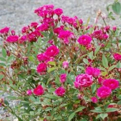 'Perla De Alcañada' Rosa X 'Perla De Alcañada' (Bunddækkerose) A-Kvalitet,- Barrods Roser Min. 3 Grene