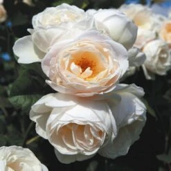 'Uetersener Klosterrose'® Rosa X 'Uetersener Klosterrose'® (Slyngrose) A-Kvalitet,- Barrods Roser Min. 3 Grene