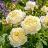'Vanessa Bell'™ Rosa X 'Vanessa Bell'™ (Engelsk Rose) A-Kvalitet,- Barrods Roser Min. 3 Grene 2 'Vanessa Bell'™ Rosa X 'Vanessa Bell'™ (Engelsk Rose) A-Kvalitet,- Barrods Roser Min. 3 Grene -Planter Salgsbutik p37523 53233 rosa x vanessa bell engelsk rose 5970