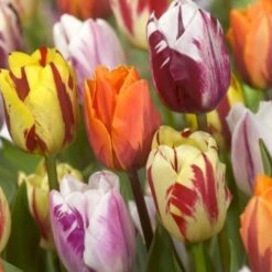 Tulipan 'Flaming Beauty' Mix Tulips 'Flaming Beauty' Mix Blomsterløg, Antal Pr. Pakke, Ca. 10 Stk.