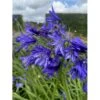 Skærmlilje 'Northern Star' Agapanthus Hybrid 'Northern Star' 2 Liter Potte 1 Skærmlilje 'Northern Star' Agapanthus Hybrid 'Northern Star' 2 Liter Potte -Planter Salgsbutik p37599 50972 agapanthus northern star 5b29