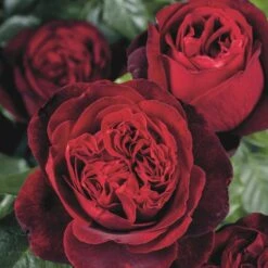 Planter Salgsbutik 10 'Admiral'® Rosa X 'Admiral'® (Storblomstrende) A-Kvalitet,- Barrods Roser Min. 3 Grene