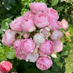 'Norwegian Girl' Rosa X 'Norwegian Girl' (buketrose) A-Kvalitet,- Barrods Roser Min. 3 Grene -Planter Salgsbutik p37633 53460 rosa x norwegian girl miniature rose 66c3