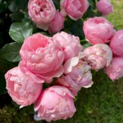 'Norwegian Girl' Rosa X 'Norwegian Girl' (buketrose) A-Kvalitet,- Barrods Roser Min. 3 Grene -Planter Salgsbutik p37633 53462 rosa x norwegian girl miniature rose dce7