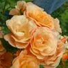 'Portoroz'® Rosa X 'Portoroz'® (Storblomstrende) A-Kvalitet,- Barrods Roser Min. 3 Grene 2 'Portoroz'® Rosa X 'Portoroz'® (Storblomstrende) A-Kvalitet,- Barrods Roser Min. 3 Grene -Planter Salgsbutik p37634 53360 rosa x portoroz storblomstrende ec84