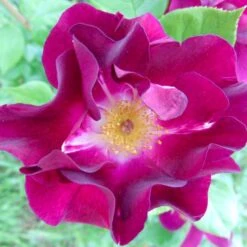 'Night Owl' Rosa X 'Night Owl' (Klatrerose) A-Kvalitet,- Barrods Roser Min. 3 Grene