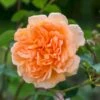 'Dame Judi Dench'™ Rosa X 'Dame Judi Dench'™ (Engelsk Rose) A-Kvalitet,- Barrods Roser Min. 3 Grene 2 'Dame Judi Dench'™ Rosa X 'Dame Judi Dench'™ (Engelsk Rose) A-Kvalitet,- Barrods Roser Min. 3 Grene -Planter Salgsbutik p37670 52965 rosa x dame judi dench engelsk rose 27c2