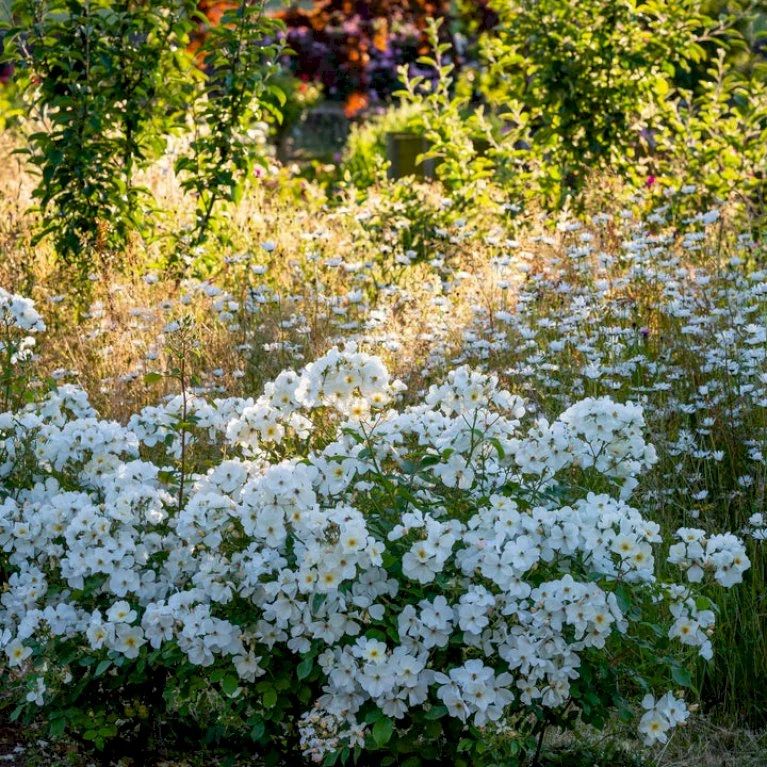 'Kew Gardens'™ Rosa X 'Kew Gardens'™ (Engelsk Rose) A-Kvalitet,- Barrods Roser Min. 3 Grene 5 'Kew Gardens'™ Rosa X 'Kew Gardens'™ (Engelsk Rose) A-Kvalitet,- Barrods Roser Min. 3 Grene - Image 3