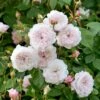 'The Albrighton Rambler'® Rosa X 'The Albrighton Rambler'® (Engelsk Rose) A-Kvalitet,- Barrods Roser Min. 3 Grene 1 'The Albrighton Rambler'® Rosa X 'The Albrighton Rambler'® (Engelsk Rose) A-Kvalitet,- Barrods Roser Min. 3 Grene -Planter Salgsbutik p37674 53147 rosa x the albrighton rambler engelsk rose a116