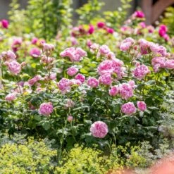 'The Ancient Mariner' Rosa X 'The Ancient Mariner' (Engelsk Rose) A-Kvalitet,- Barrods Roser Min. 3 Grene 14 'The Ancient Mariner' Rosa X 'The Ancient Mariner' (Engelsk Rose) A-Kvalitet,- Barrods Roser Min. 3 Grene -Planter Salgsbutik p37675 53158 rosa x the ancient mariner engelsk rose 9f23