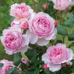 'The Ancient Mariner' Rosa X 'The Ancient Mariner' (Engelsk Rose) A-Kvalitet,- Barrods Roser Min. 3 Grene 15 'The Ancient Mariner' Rosa X 'The Ancient Mariner' (Engelsk Rose) A-Kvalitet,- Barrods Roser Min. 3 Grene -Planter Salgsbutik p37675 53159 rosa x the ancient mariner engelsk rose b5c6