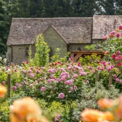 'The Ancient Mariner' Rosa X 'The Ancient Mariner' (Engelsk Rose) A-Kvalitet,- Barrods Roser Min. 3 Grene 16 'The Ancient Mariner' Rosa X 'The Ancient Mariner' (Engelsk Rose) A-Kvalitet,- Barrods Roser Min. 3 Grene -Planter Salgsbutik p37675 53160 rosa x the ancient mariner engelsk rose 0071