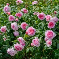 'The Ancient Mariner' Rosa X 'The Ancient Mariner' (Engelsk Rose) A-Kvalitet,- Barrods Roser Min. 3 Grene 19 'The Ancient Mariner' Rosa X 'The Ancient Mariner' (Engelsk Rose) A-Kvalitet,- Barrods Roser Min. 3 Grene -Planter Salgsbutik p37675 53163 rosa x the ancient mariner engelsk rose 33e9