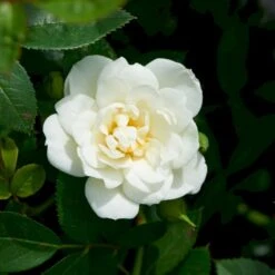 'White Cover'® Rosa X 'White Cover'® (Bunddækkerose) A-Kvalitet,- Barrods Roser Min. 3 Grene
