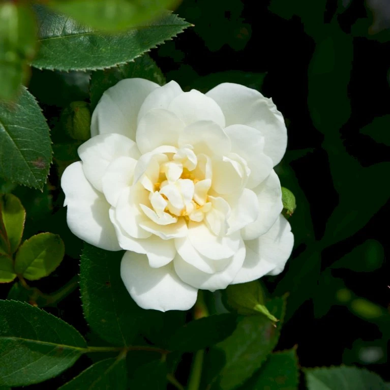 'White Cover'® Rosa X 'White Cover'® (Bunddækkerose) A-Kvalitet,- Barrods Roser Min. 3 Grene 3 'White Cover'® Rosa X 'White Cover'® (Bunddækkerose) A-Kvalitet,- Barrods Roser Min. 3 Grene