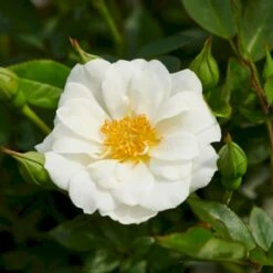 'White Cover'® Rosa X 'White Cover'® (Bunddækkerose) A-Kvalitet,- Barrods Roser Min. 3 Grene 18 'White Cover'® Rosa X 'White Cover'® (Bunddækkerose) A-Kvalitet,- Barrods Roser Min. 3 Grene -Planter Salgsbutik p376 52025 rosa x white cover bunddaekkerose 1dbe