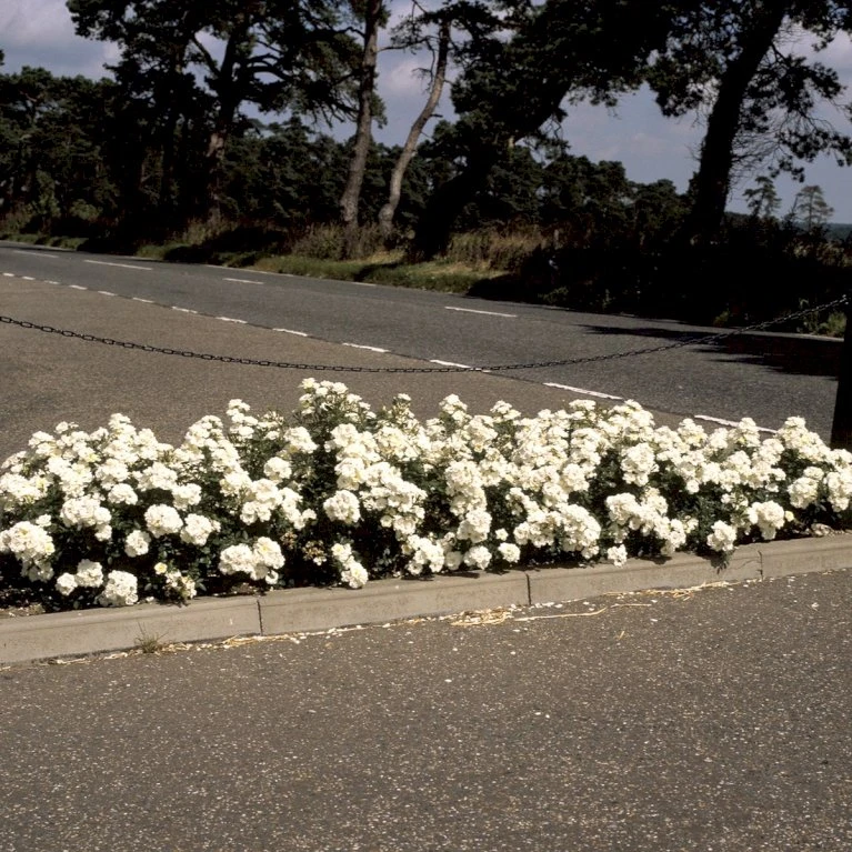 'White Cover'® Rosa X 'White Cover'® (Bunddækkerose) A-Kvalitet,- Barrods Roser Min. 3 Grene 6 'White Cover'® Rosa X 'White Cover'® (Bunddækkerose) A-Kvalitet,- Barrods Roser Min. 3 Grene - Image 4