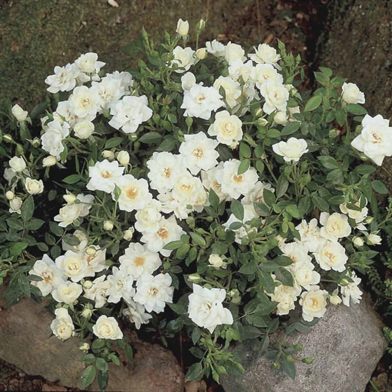 'White Cover'® Rosa X 'White Cover'® (Bunddækkerose) A-Kvalitet,- Barrods Roser Min. 3 Grene 7 'White Cover'® Rosa X 'White Cover'® (Bunddækkerose) A-Kvalitet,- Barrods Roser Min. 3 Grene - Image 5