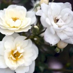 'White Cover'® Rosa X 'White Cover'® (Bunddækkerose) A-Kvalitet,- Barrods Roser Min. 3 Grene 22 'White Cover'® Rosa X 'White Cover'® (Bunddækkerose) A-Kvalitet,- Barrods Roser Min. 3 Grene -Planter Salgsbutik p376 52029 rosa x white cover bunddaekkerose 1712