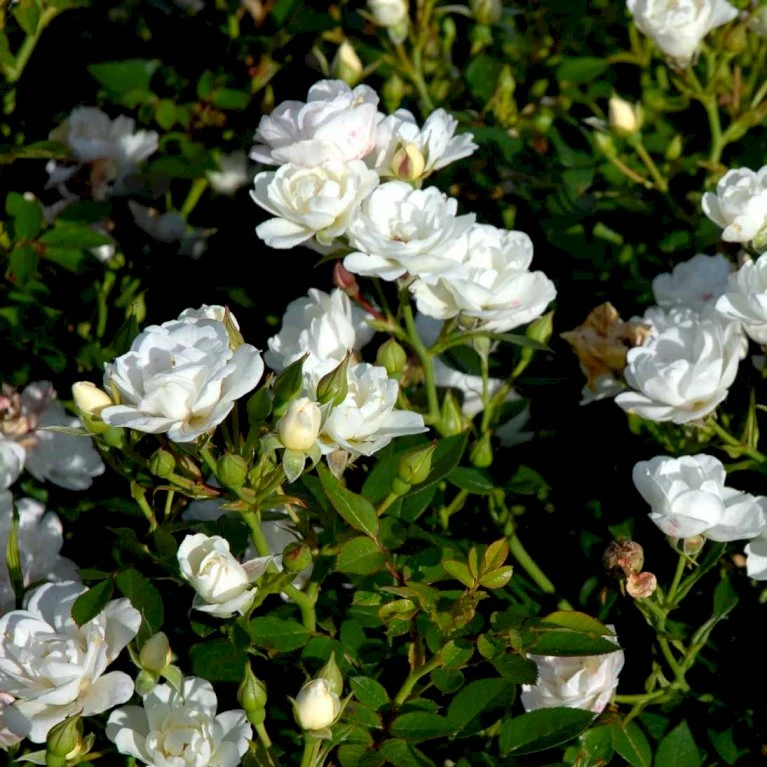 'White Cover'® Rosa X 'White Cover'® (Bunddækkerose) A-Kvalitet,- Barrods Roser Min. 3 Grene 10 'White Cover'® Rosa X 'White Cover'® (Bunddækkerose) A-Kvalitet,- Barrods Roser Min. 3 Grene - Image 8