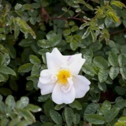 Nye udgivelser 6 'Nevada' Rosa Moyesii 'Nevada' (Mandarinrose) A-Kvalitet,- Barrods Roser Min. 3 Grene