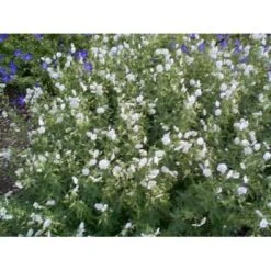 Bølgekronet Storkenæb 'Album' Geranium Phaeum 'Album' 1 Liter Potte