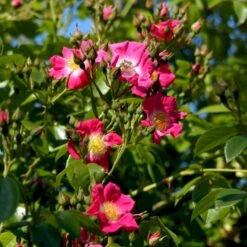 'American Pillar' Rosa X 'American Pillar' (Slyngrose) A-Kvalitet,- Barrods Roser Min. 3 Grene 9 'American Pillar' Rosa X 'American Pillar' (Slyngrose) A-Kvalitet,- Barrods Roser Min. 3 Grene -Planter Salgsbutik p3978 52304 rosa x american pillar slyngrose e5fb