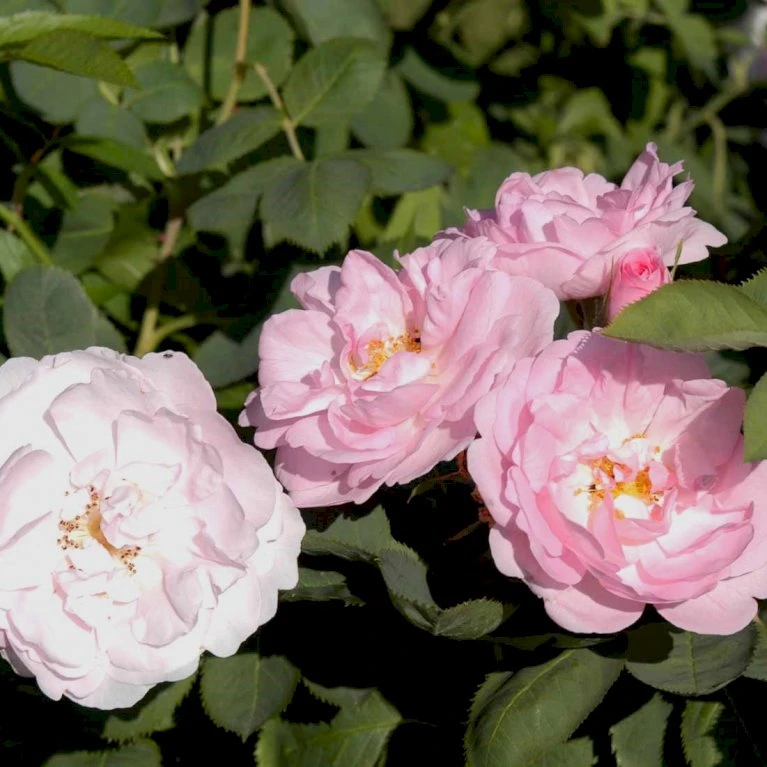 'Celestial' Rosa Alba 'Celestial' (Albarose) A-Kvalitet,- Barrods Roser Min. 3 Grene 3 'Celestial' Rosa Alba 'Celestial' (Albarose) A-Kvalitet,- Barrods Roser Min. 3 Grene