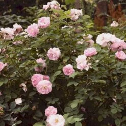 'Celestial' Rosa Alba 'Celestial' (Albarose) A-Kvalitet,- Barrods Roser Min. 3 Grene 9 'Celestial' Rosa Alba 'Celestial' (Albarose) A-Kvalitet,- Barrods Roser Min. 3 Grene -Planter Salgsbutik p3987 52326 rosa alba celestial albarose 9876