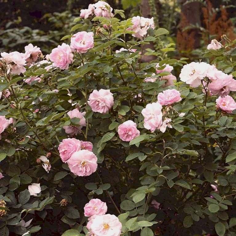 'Celestial' Rosa Alba 'Celestial' (Albarose) A-Kvalitet,- Barrods Roser Min. 3 Grene 5 'Celestial' Rosa Alba 'Celestial' (Albarose) A-Kvalitet,- Barrods Roser Min. 3 Grene - Image 3