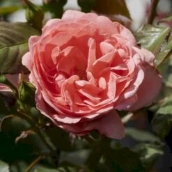 'Amelia™ Renaissance'® Rosa X 'Amelia™ Renaissance'® (Renaissancerose) A-Kvalitet,- Barrods Roser Min. 3 Grene 10 'Amelia™ Renaissance'® Rosa X 'Amelia™ Renaissance'® (Renaissancerose) A-Kvalitet,- Barrods Roser Min. 3 Grene -Planter Salgsbutik p399 52090 rosa x amelia renaissance renaissancerose 6d77