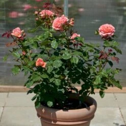 'Amelia™ Renaissance'® Rosa X 'Amelia™ Renaissance'® (Renaissancerose) A-Kvalitet,- Barrods Roser Min. 3 Grene 12 'Amelia™ Renaissance'® Rosa X 'Amelia™ Renaissance'® (Renaissancerose) A-Kvalitet,- Barrods Roser Min. 3 Grene -Planter Salgsbutik p399 52092 rosa x amelia renaissance renaissancerose a560
