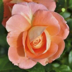 'Bonita™ Renaissance'® Rosa X 'Bonita™ Renaissance'® (Renaissancerose) A-Kvalitet,- Barrods Roser Min. 3 Grene 14 'Bonita™ Renaissance'® Rosa X 'Bonita™ Renaissance'® (Renaissancerose) A-Kvalitet,- Barrods Roser Min. 3 Grene -Planter Salgsbutik p402 52123 rosa x bonita renaissance renaissancerose bbec