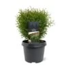 Thuja 'Tiny Tim' Thuja Occidentalis 'Tiny Tim' (dværgform) Potte 3,0 Liter,- 25-30 Cm. -Planter Salgsbutik p4039 43380 thuja occidentalis tiny tim dvaergform e724
