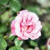 'Étude' Rosa X 'Étude' (Buskrose) A-Kvalitet,- Barrods Roser Min. 3 Grene 2 'Étude' Rosa X 'Étude' (Buskrose) A-Kvalitet,- Barrods Roser Min. 3 Grene -Planter Salgsbutik p407 52366 rosa x etude buskrose 5b30