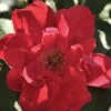 Rynket Rose 'Hansaland'® Rosa Rugosa 'Hansaland'® A-Kvalitet,- Barrods Roser Min. 3 Grene 2 Rynket Rose 'Hansaland'® Rosa Rugosa 'Hansaland'® A-Kvalitet,- Barrods Roser Min. 3 Grene -Planter Salgsbutik p410 52420 rosa rugosa hansaland e01c